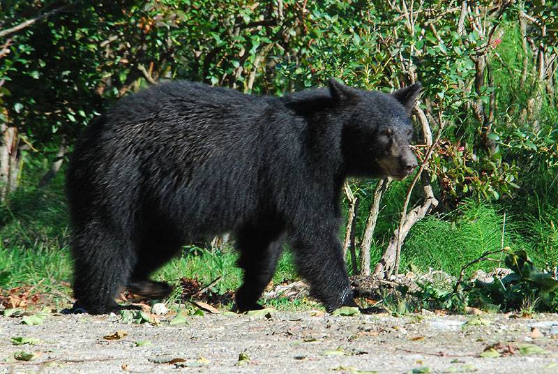 Барибал медведь. образ жизни и среда обитания медведя барибала | животный мир