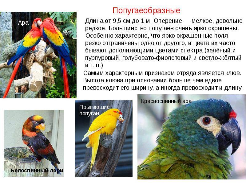 Очень яркие и впечатляющие – экзотические попугаи ара |
