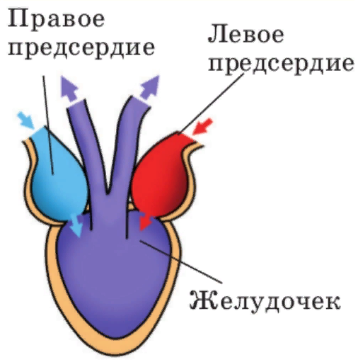 Какое сердце у земноводных: подробное описание и характеристика