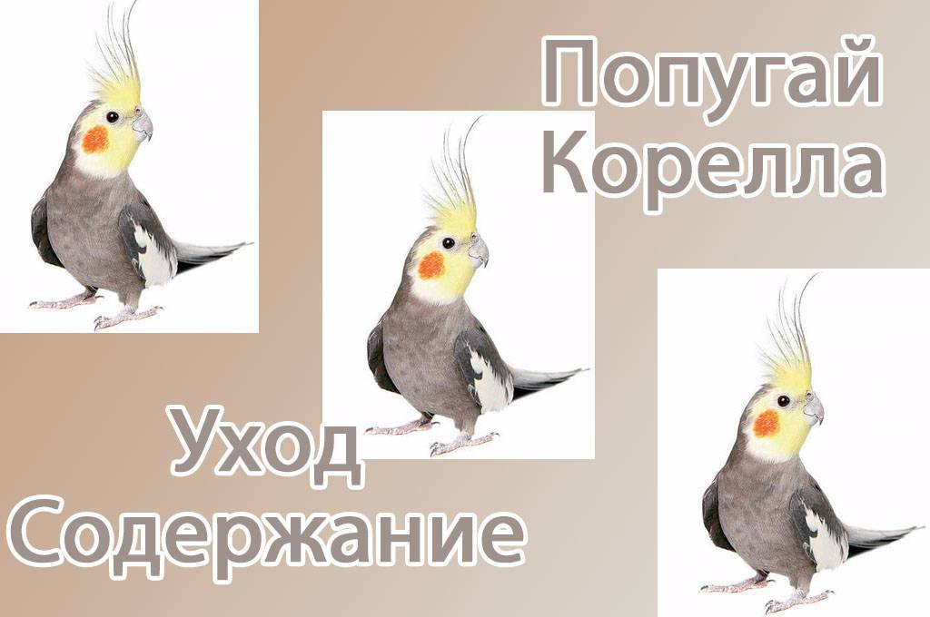 Попугай корелла: фото, уход и содержание с рекомендациями по определению пола и кормления