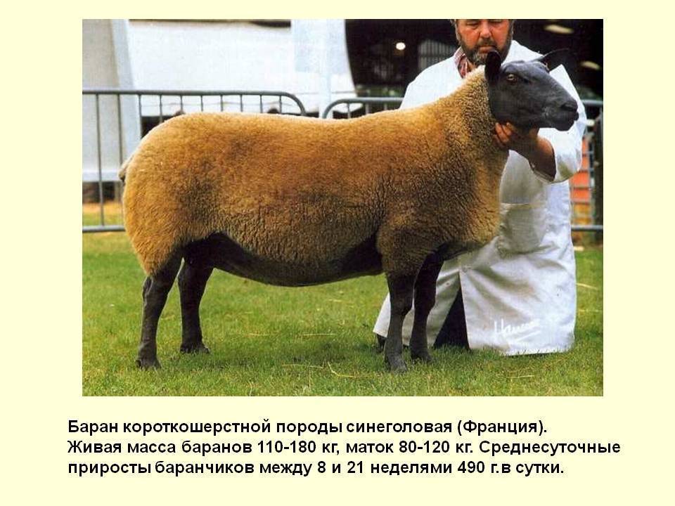 Сколько стоит живой баран в россии, и где его купить?