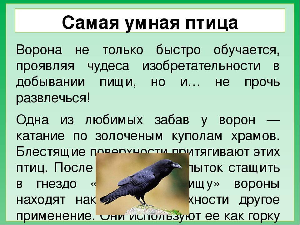 Ворона - 99 фото терпеливой и интеллектуально развитой птицы