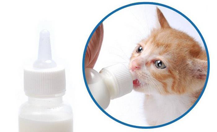 Можно ли кошкам молоко: вредно ли молоко и кисломолочные продукты взрослым кошкам и котятам