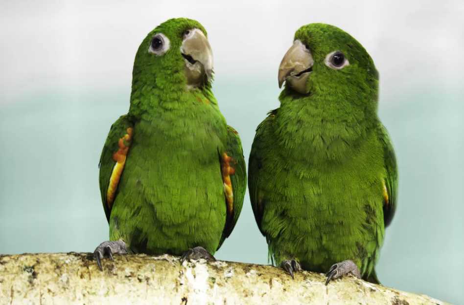 Попугай аратинга | характер, питание, размножение