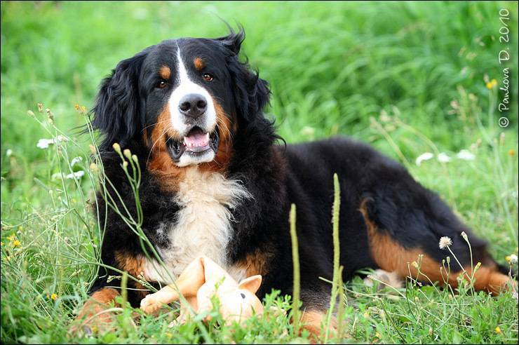 Бернский зенненхунд - порода собак - информация и особенностях | хиллс