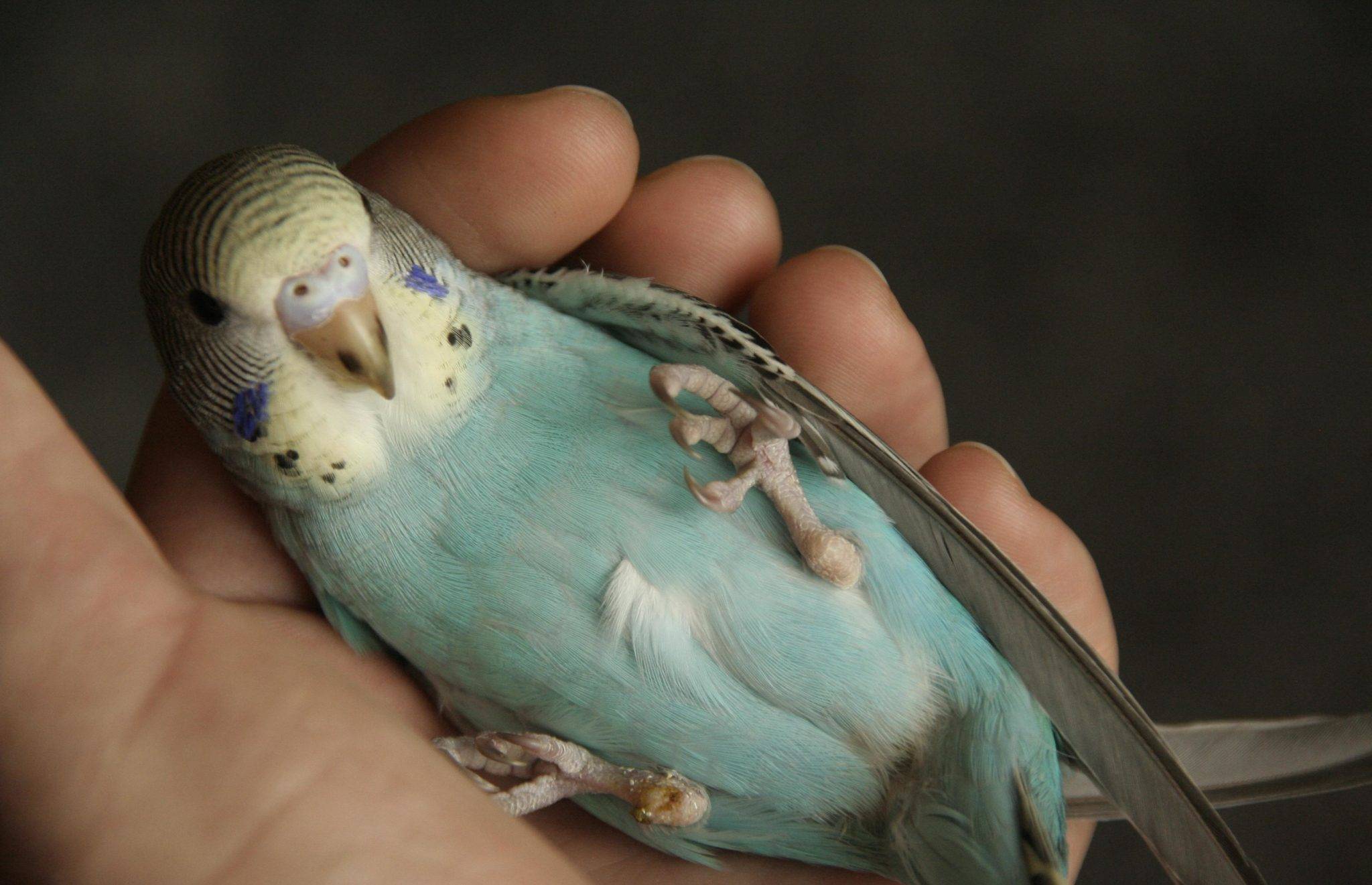 Волнистые попугаи - музыкальные птицы: от умения слушать к красивому чириканью и пению