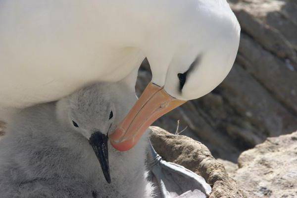 Королевский альбатрос. где живут, чем питаются королевские альбатросы.