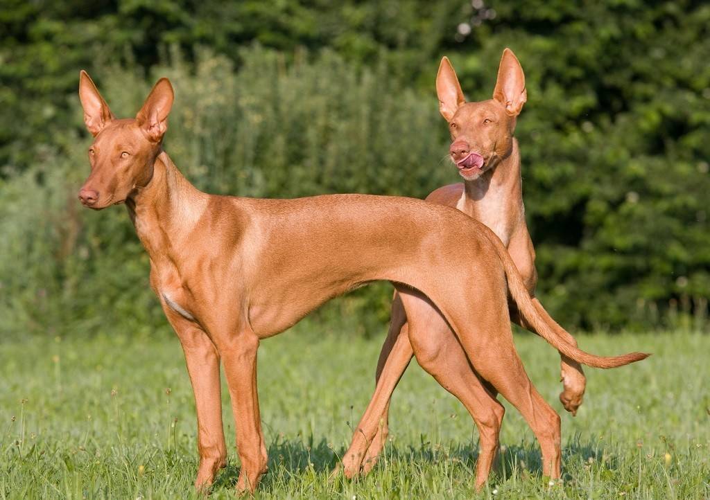 Фараонова собака ????: описание породы, характер, содержание и уход, фото собаки