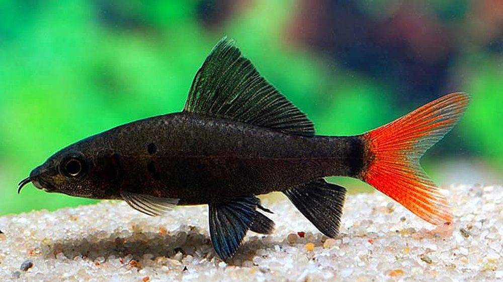 Аквариумная рыбка на букву т. Лабео биколор. Таиландский лабео. Двухцветный лабео. Лабео краснохвостый.