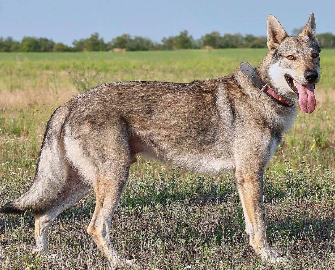 Чехословацкий влчак: описание породы,уход,содержание,питание,фото