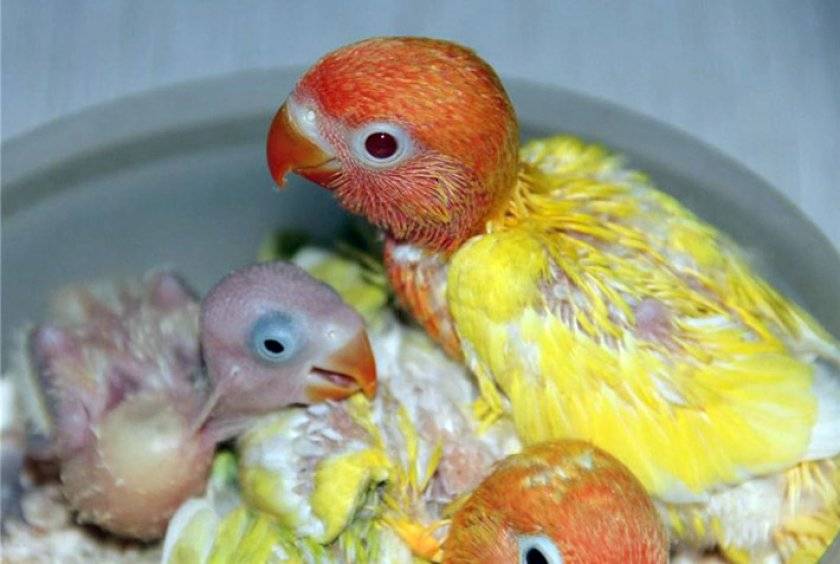 Птенцы неразлучников: как выглядят и растут, чем кормить и как ухаживать