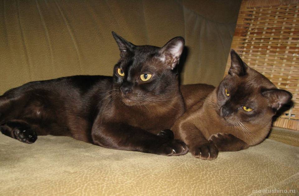 ᐉ американская бурманская кошка - описание пород котов - ➡ motildazoo.ru