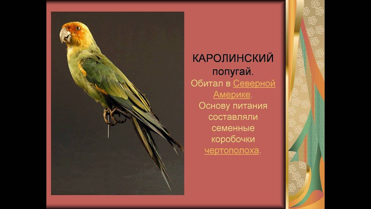 Каролинский попугай: описание, фото, интересные факты