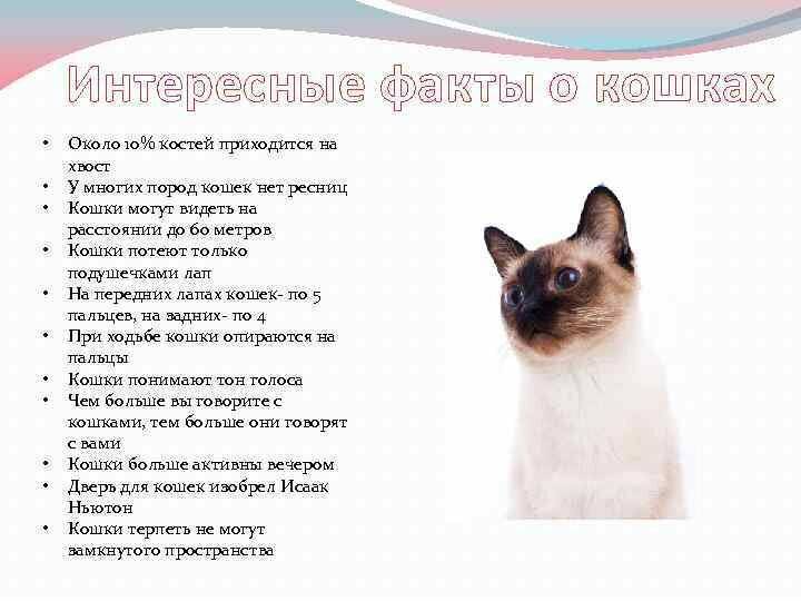 Топ 34 интересных фактов о кошках