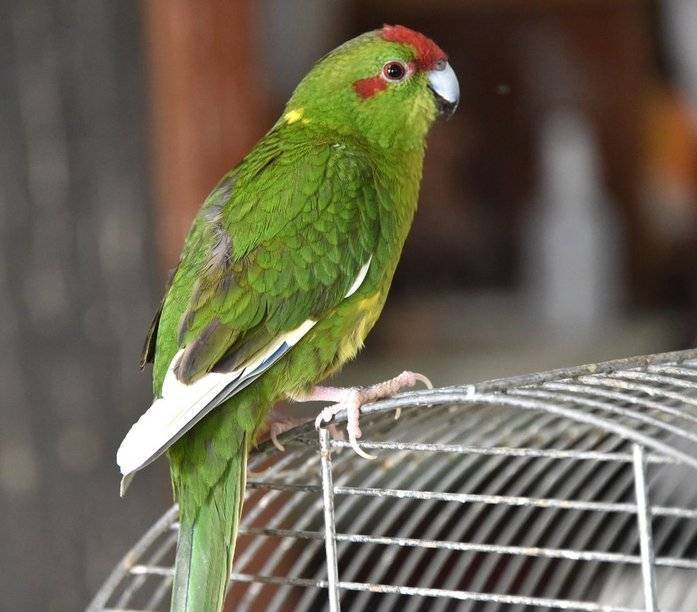 Новозеландский попугай какарик: описание, виды, содержание