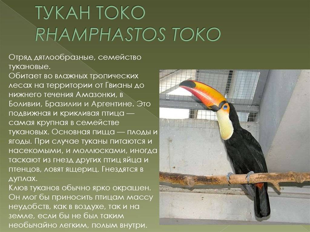 Тукан птица. образ жизни и среда обитания тукана | живность.ру