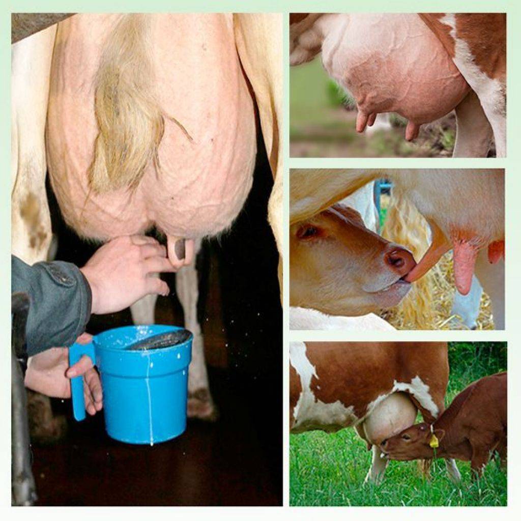 Сколько корова даёт молока после отела? - сельское хозяйство