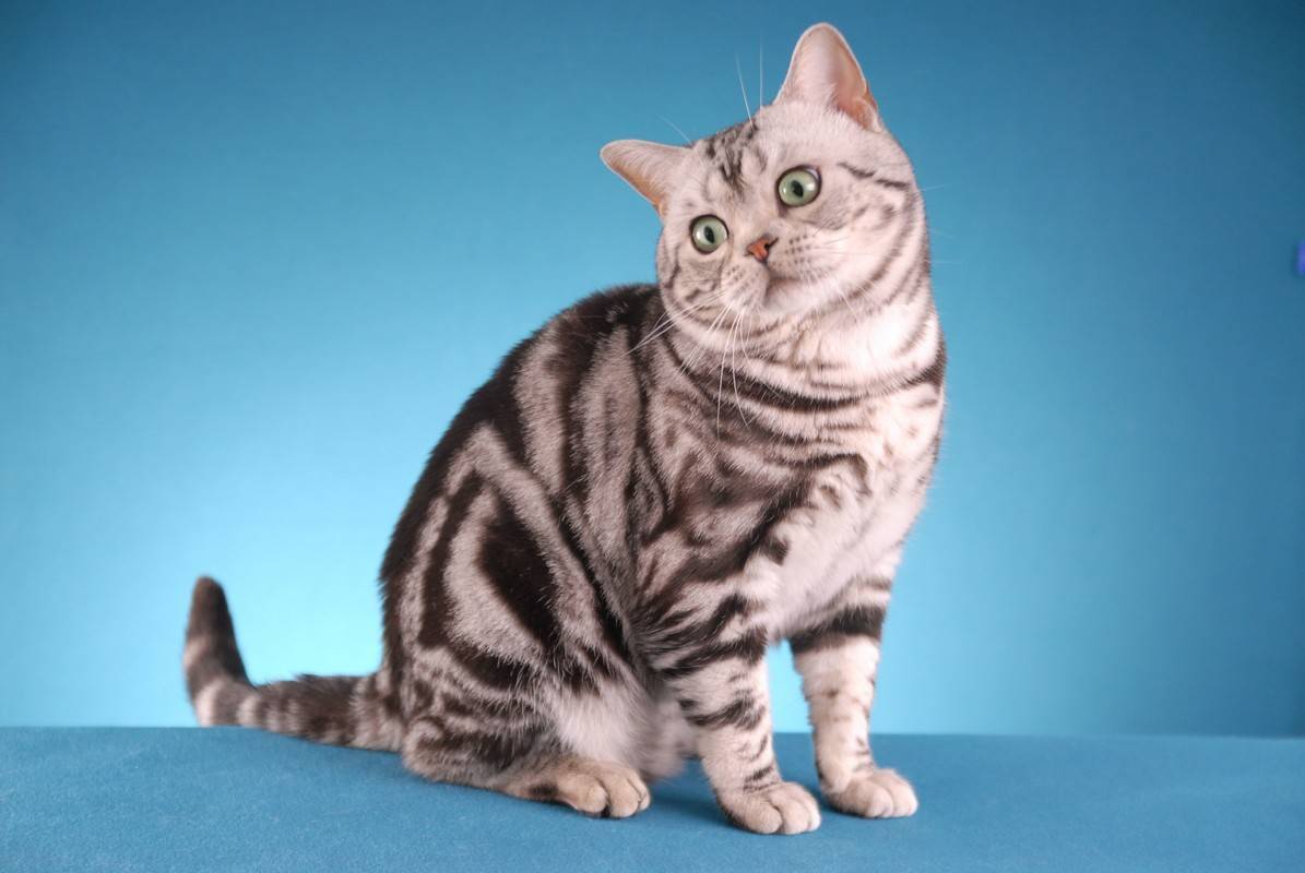 Американская короткошерстная кошка: история, внешность, характер, уход и здоровье