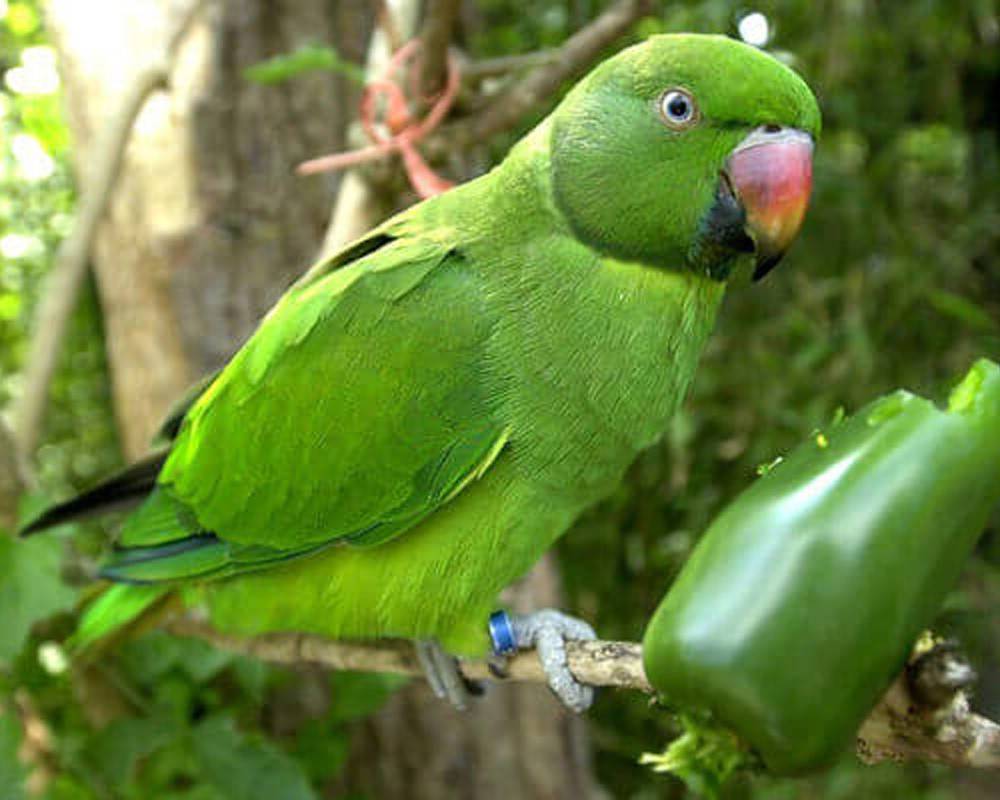 Ожереловый попугай и его подробное описание