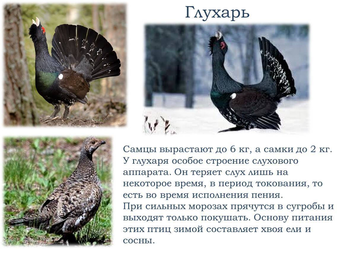 Птица глухарь: фото с описанием, где живет, чем питается :: syl.ru