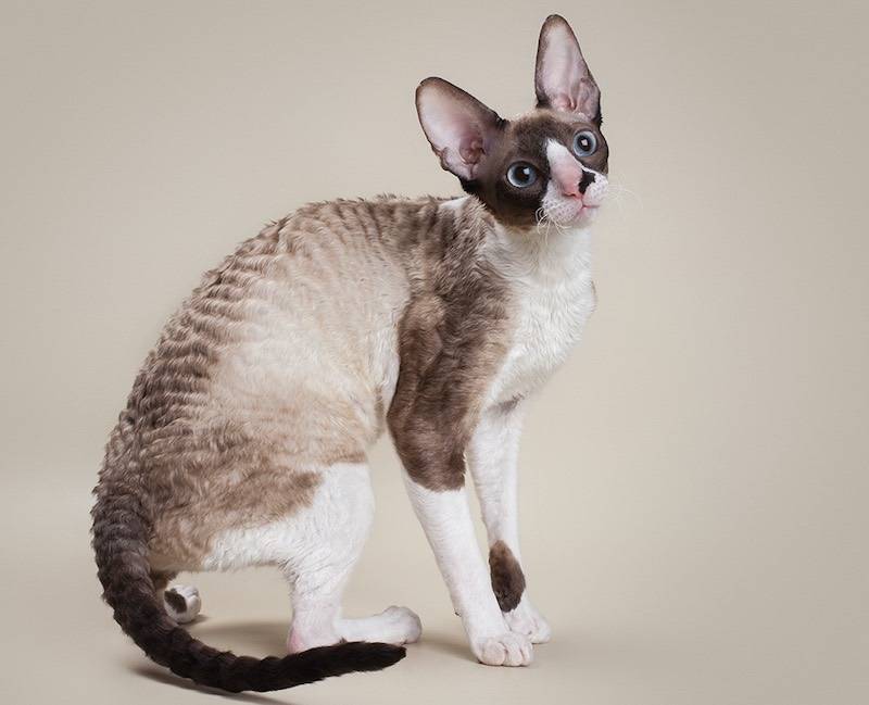 Корниш рекс: описание породы, фото, сколько живет, чем питается, типичные болезни кошки