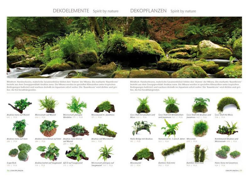 Живые растения для аквариума: разновидности, сколько нужно