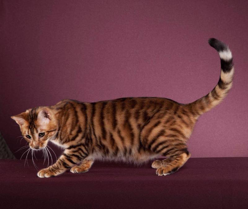 Серенгети кошка (120 фото): описание породы, характер, здоровье, уход, внешний вид, интересные факты и особенности породы кошек