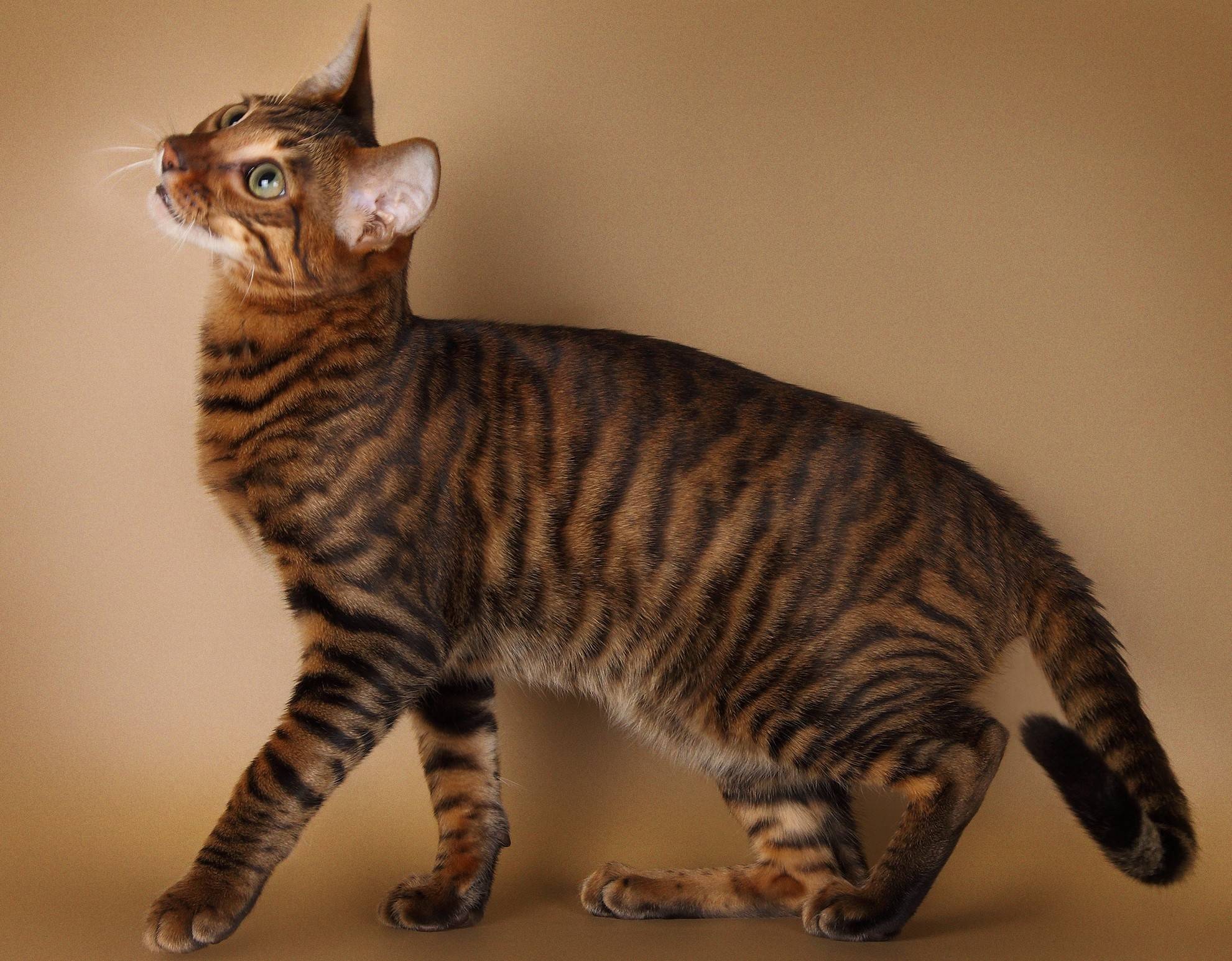Тойгер: происхождение породы, фото кошек, особенности содержания