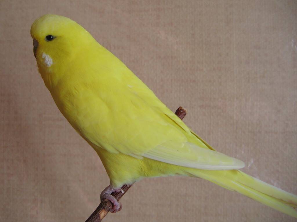 Желтый попугайчик лютино: все что нужно знать