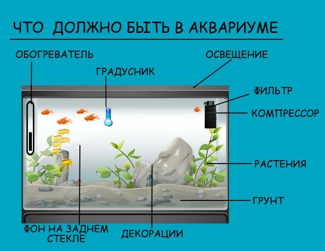Как создать красивый аквариум травник