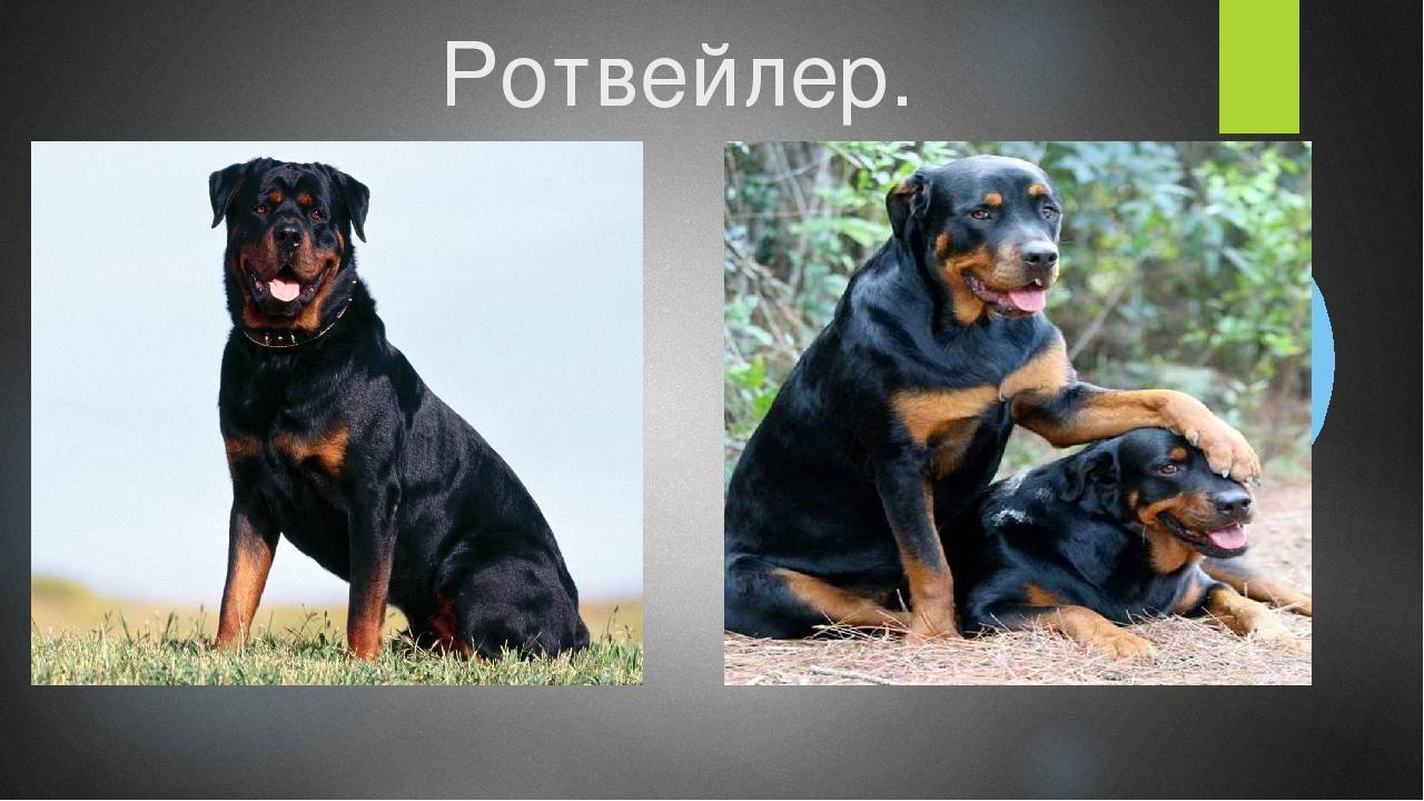 Ротвейлер: описание породы собак (с фото и видео)