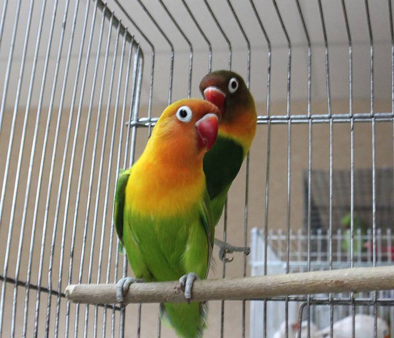 Виды попугаев неразлучников: фото, описание, место обитания