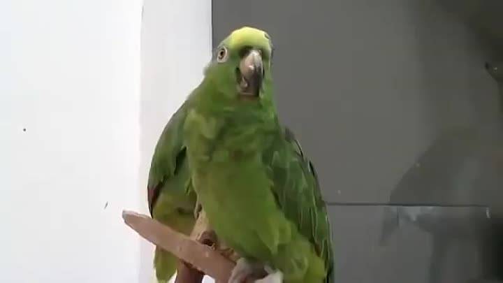О пении попугаев