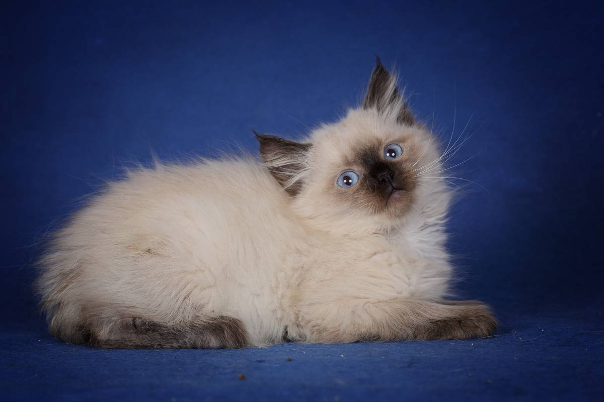 Невская маскарадная кошка: описание породы, характер, здоровье