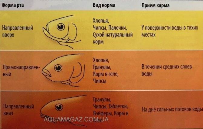 Раки в аквариуме: разновидности, содержание, декоративные аквариумные раки с рыбками (совместимость), сколько живут, уход