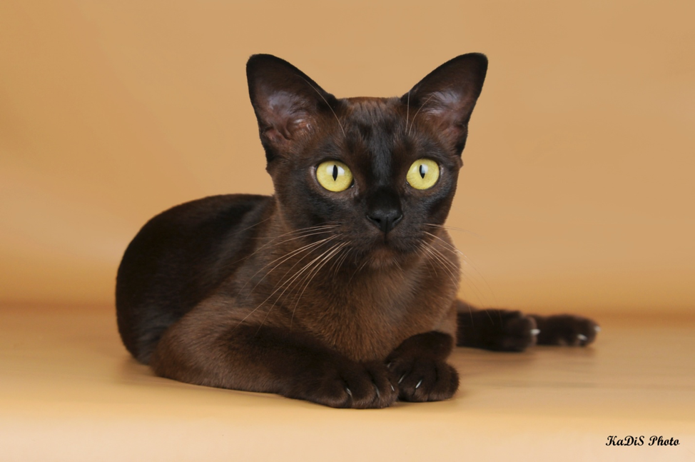 ᐉ американская бурманская кошка - описание пород котов - ➡ motildazoo.ru
