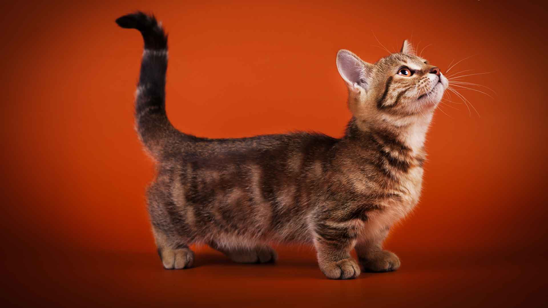 Коротколапые кошки: манчкин и не только