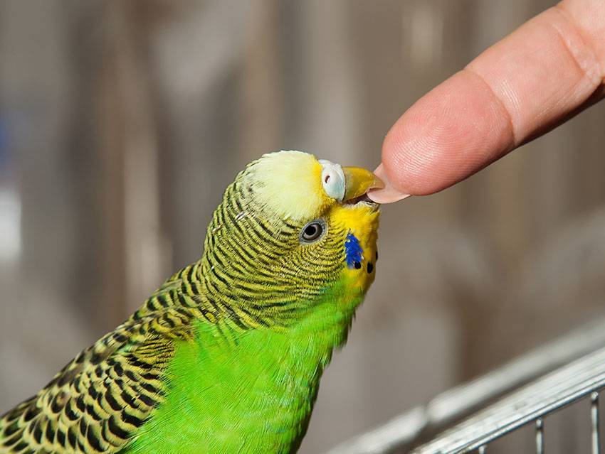 Как отучить попугая кусаться