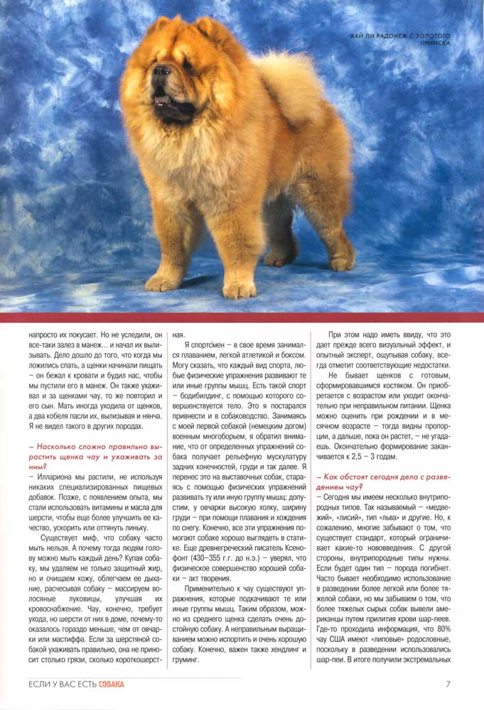 Чау-чау: описание, стандарт, характеристика, содержание собаки