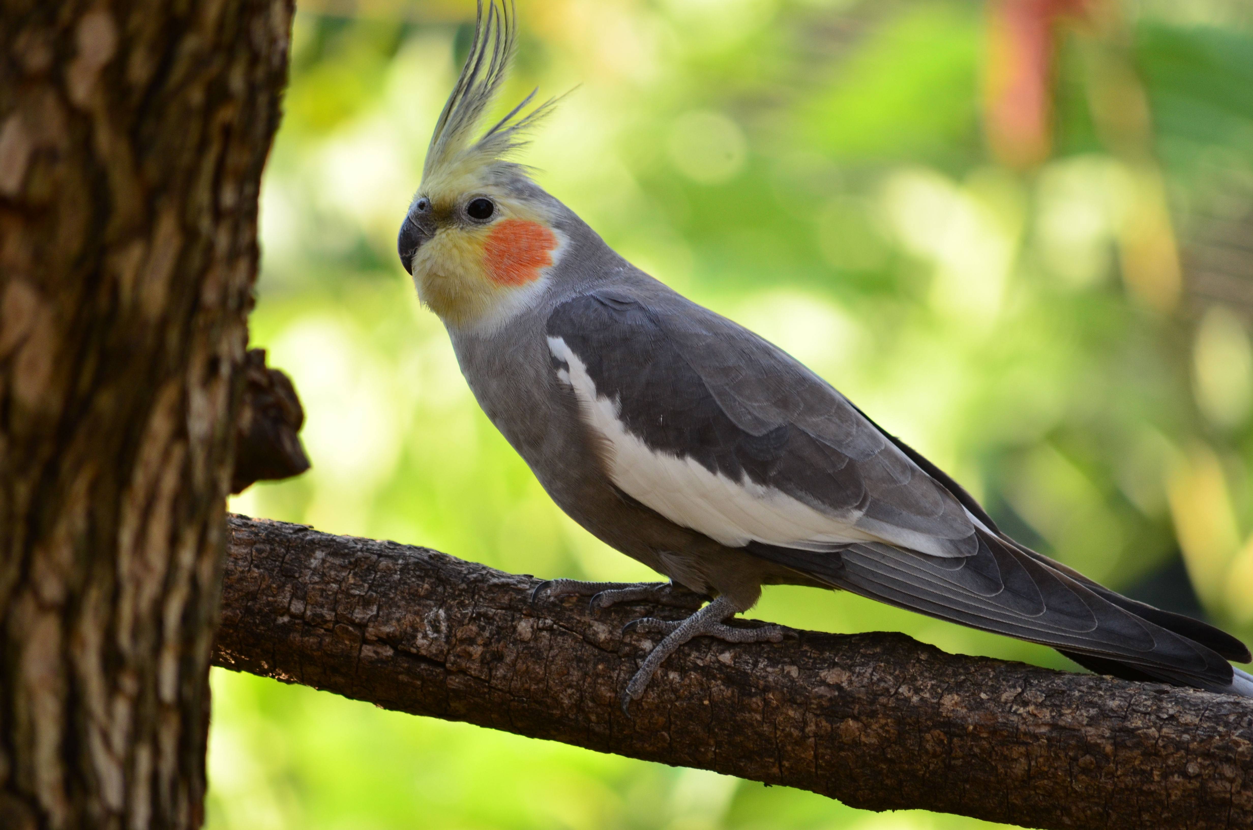 Попугай корелла: фото, описание, уход и содержание попугаев нимф