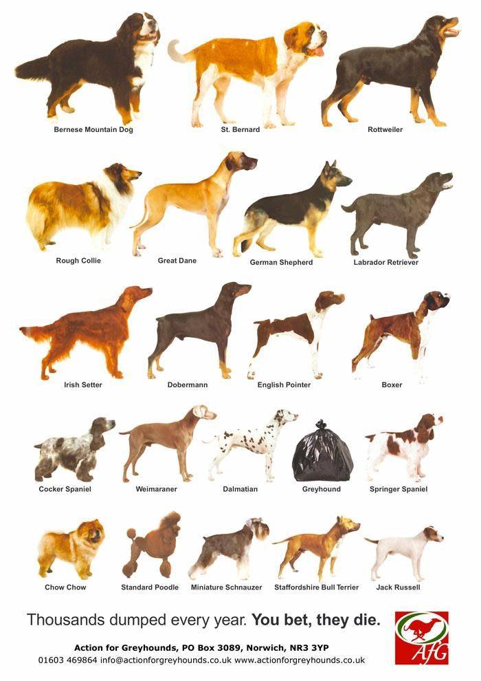 Популярные породы собак: группы и виды, названия и фотографии, характеристика щенков и нюансы выбора