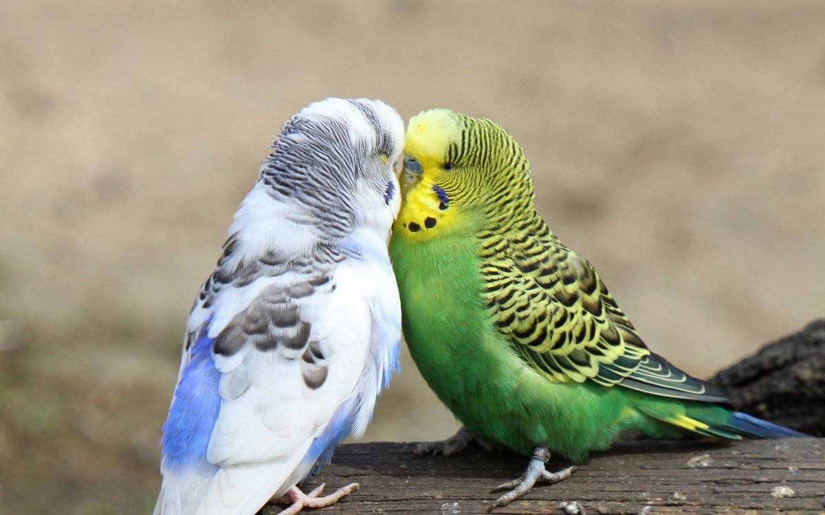 Как содержать, ухаживать и кормить волнистого попугая