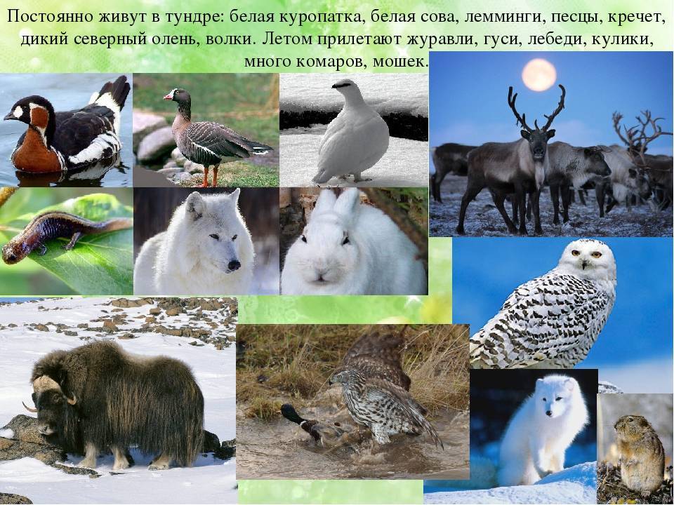 Животный мир тундры. какие животные обитают в зоне тундры :: syl.ru