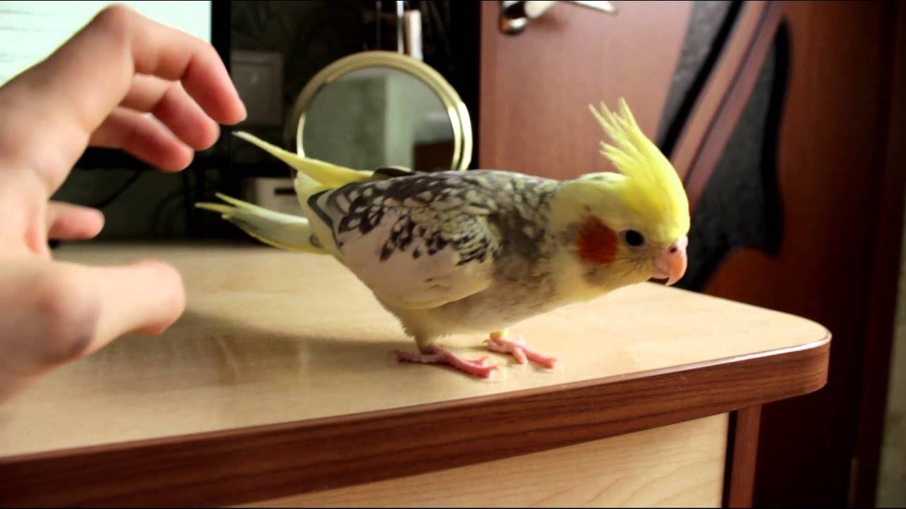 Как приручить к рукам кореллу: инструкция по обучению и воспитанию попугая