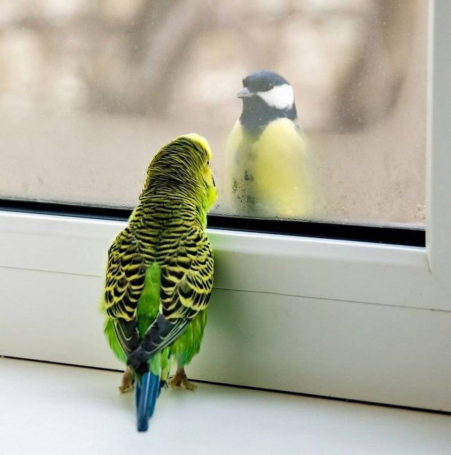 Интересные факты о попугаях, способности птиц