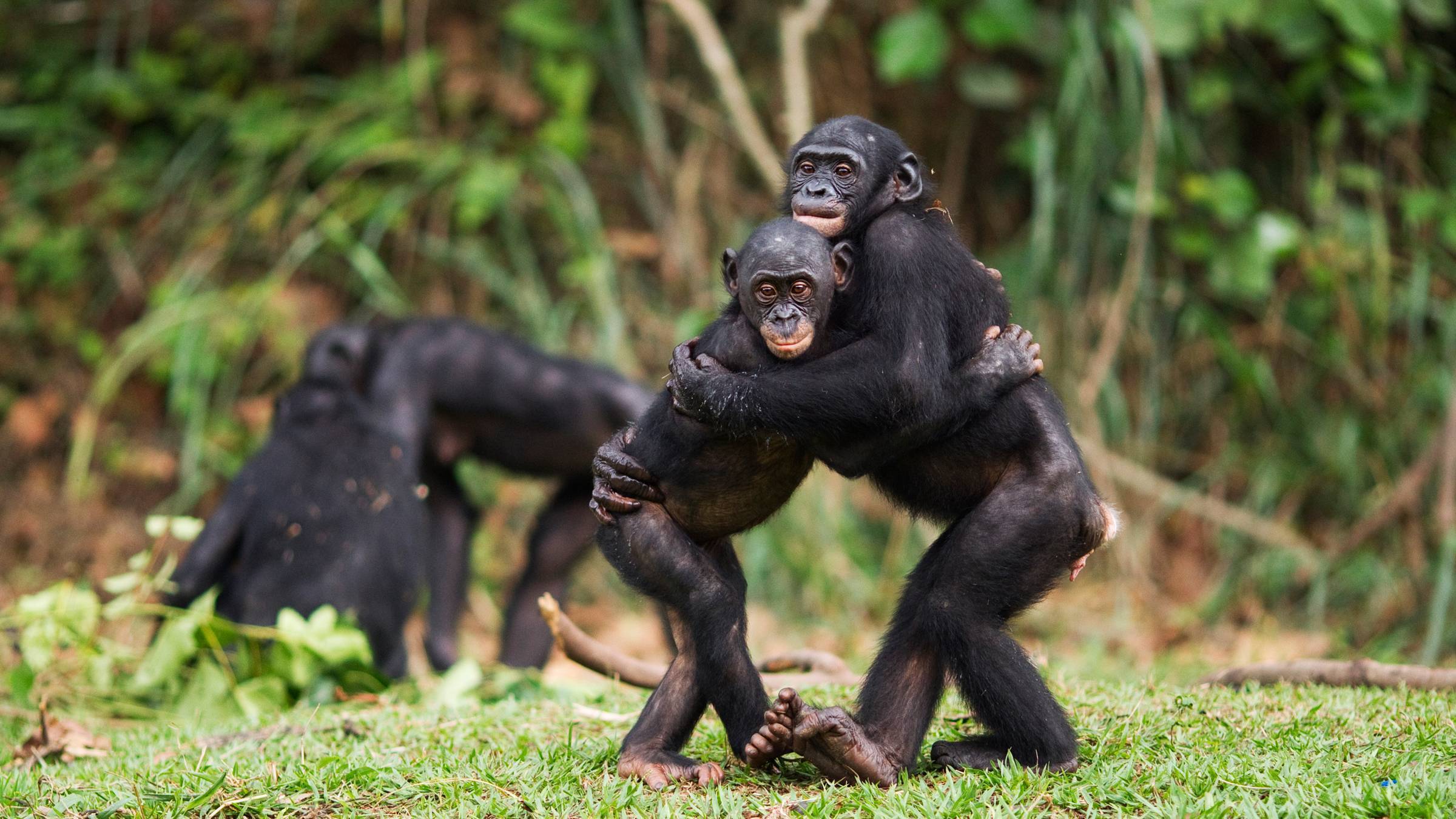 Бонобо, или карликовый шимпанзе pan paniscus