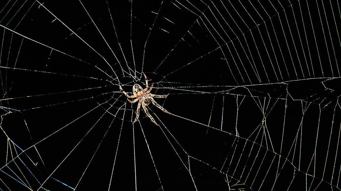 Как и для чего пауки делают паутину. откуда берется паутина у паука? зачем паук плетет паутину – основные функции