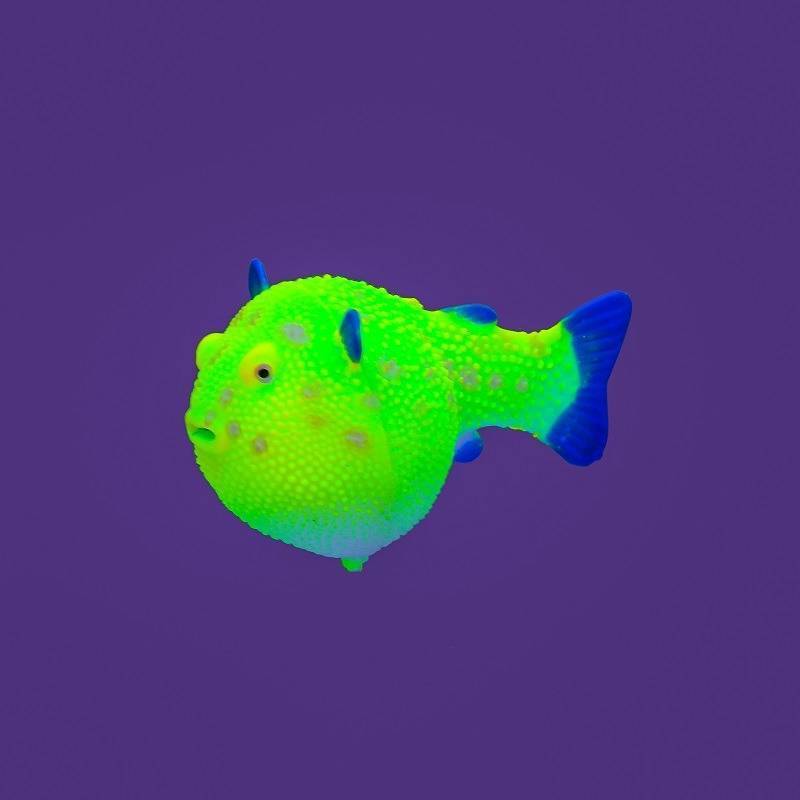 Флуоресцентные рыбки глофиш: особенности вида, условия содержания светящегося данио-рерио