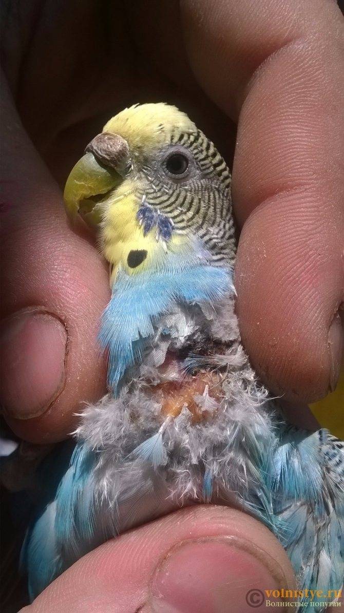 Воспаление зоба у попугаев (волнистых, кореллы): симптомы и лечение