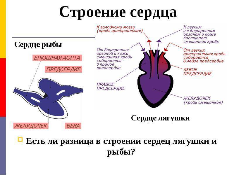 Урок 13: земноводные или амфибии - 100urokov.ru
